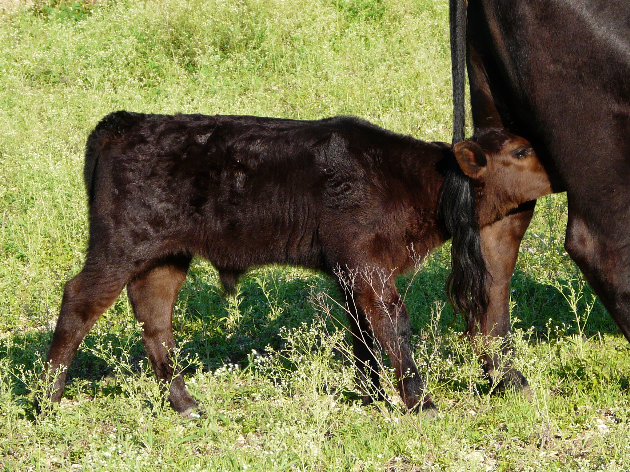 Registered Black Angus of LEE County our Breeding Bull